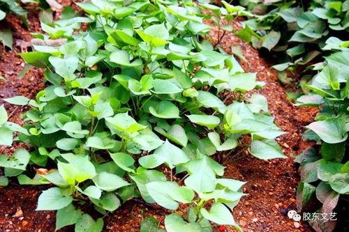 汾阳吃瓜,探寻当地特色美食之旅