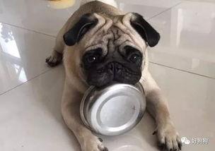 狗叼着盆吃瓜,萌态十足引网友热议