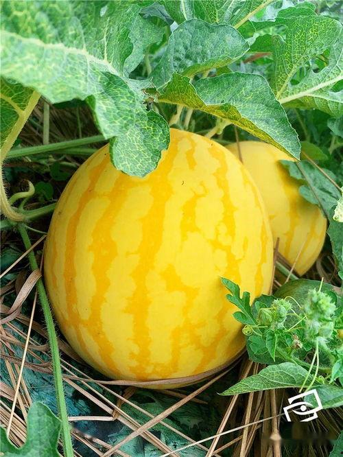 海家吃瓜,揭秘娱乐圈幕后故事