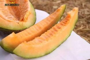 有福之人吃瓜图解,有福之人吃瓜，揭秘幸福生活的秘诀