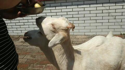 小山羊吃瓜,小山羊的夏日瓜果盛宴