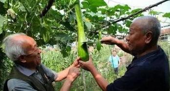 吃大砍瓜,揭秘大砍瓜的美食传奇
