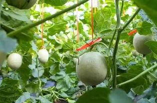 吃网纹瓜图片,探寻夏日清新美味