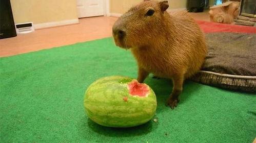 水豚吃瓜速度多快,一秒吞下半个瓜果