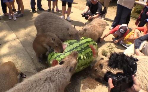水豚吃瓜速度多快,一秒吞下半个瓜果