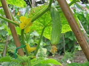 韩城巧玲吃瓜视频,揭秘娱乐圈幕后故事