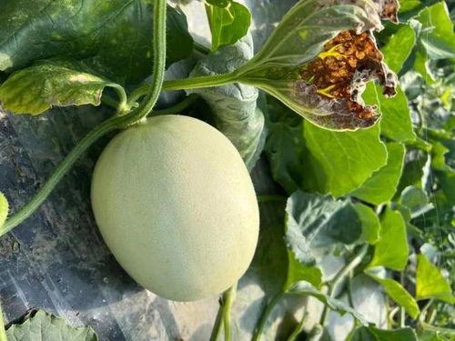 甜蜜的吃瓜,一场味蕾的狂欢之旅