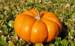 仙缘梦到吃瓜,瓜果飘香，探寻神秘仙缘之旅