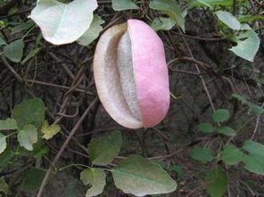 下山吃八月瓜,探寻下山吃八月瓜的甜蜜之旅