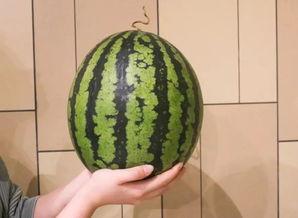 超全吃瓜,超全吃瓜指南，带你领略明星幕后故事