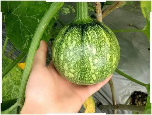 吃瓜小棠后续,揭秘娱乐圈背后的故事与真相