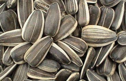 吃籽最多的瓜,揭秘吃籽最多的瓜种