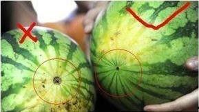 恐怖吃瓜小技巧,如何安全享受惊悚盛宴
