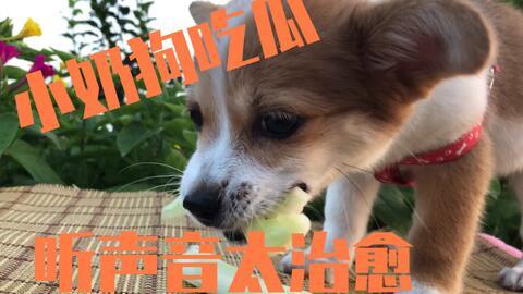 瓜小狗可以吃吗,揭秘宠物饮食中的安全与禁忌