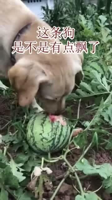 带你吃瓜解说狗子,揭秘狗子界的那些事儿