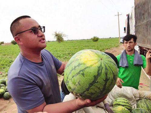 文县吃瓜新闻事件视频,一场引发热议的乡村奇观