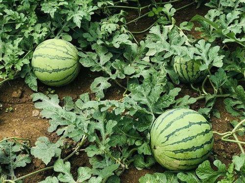 洛阳偃师吃瓜事件,一场网络舆论的风波与反思