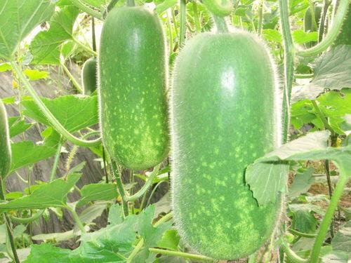 曼曼的吃瓜,揭秘娱乐圈幕后故事