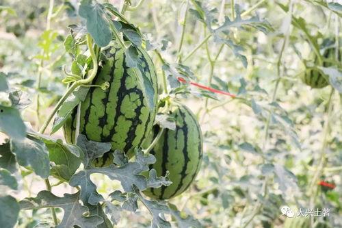 吃瓜网红太古里,太古里网红吃瓜风云录
