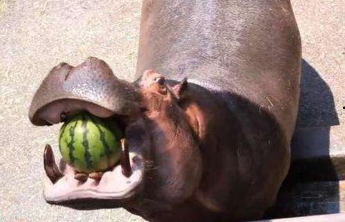 道具吃瓜的河马,揭秘神秘道具背后的故事