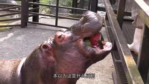 道具吃瓜的河马,揭秘神秘道具背后的故事