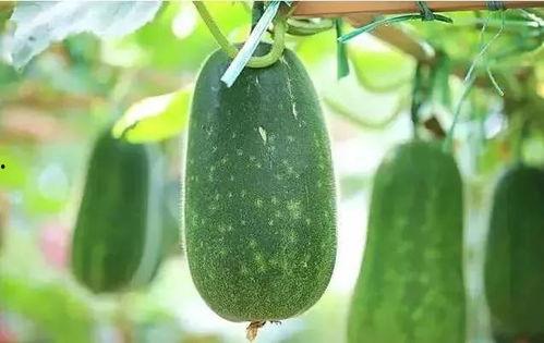 吃瓜啥瓜都吃,吃瓜达人啥瓜都吃