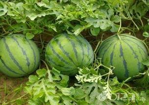 吃瓜啥瓜都吃,吃瓜达人啥瓜都吃