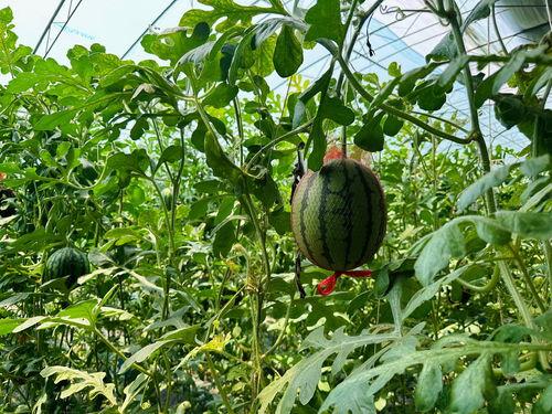 神速吃瓜,揭秘娱乐圈最新热点事件