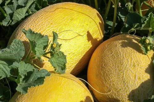 瓜州吃瓜甘肃酒泉,甘肃风情尽享之旅