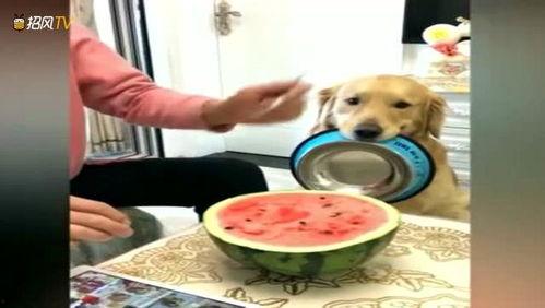 狗叼着盆吃瓜,萌态十足引网友热议