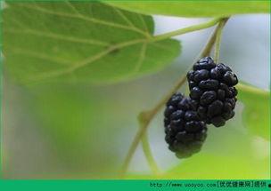 梦见吃瓜和桑葚