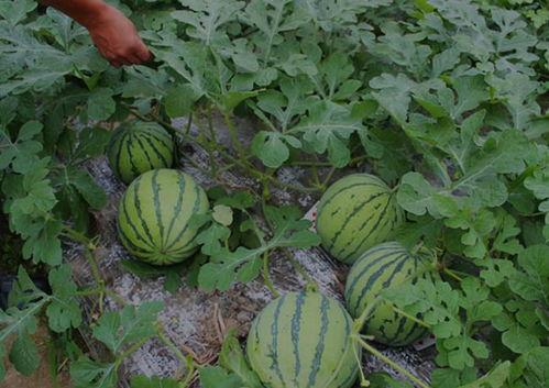 涿州吃瓜事件后续结果,真相大白，法律制裁彰显正义