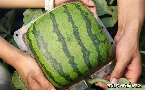 涿州吃瓜事件后续结果,真相大白，法律制裁彰显正义