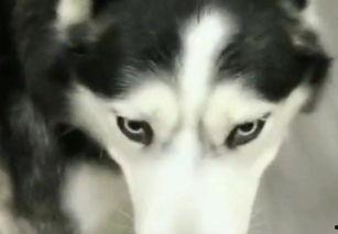 哈士奇吃瓜背锅,一场宠物界的误会大揭秘