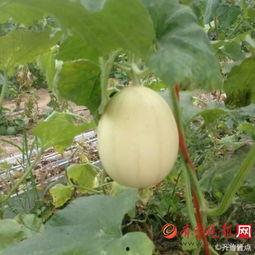 吃梨瓜烂嘴,烂嘴体验揭秘