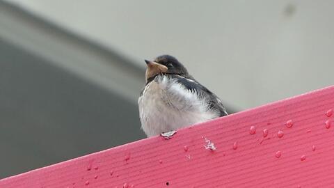 吃瓜白鸟,揭秘娱乐圈的幕后故事