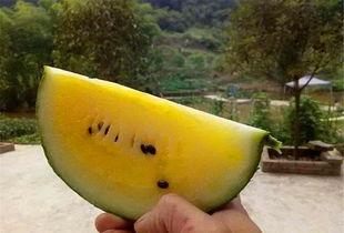 吃瓜白鸟,揭秘娱乐圈的幕后故事