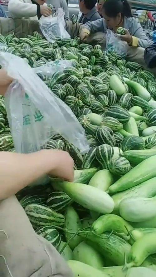 农村单身大叔吃瓜,农村单身大叔的瓜田奇遇记