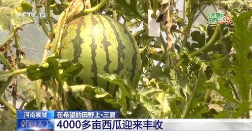 吃梨瓜300字,一场味蕾的300字之旅
