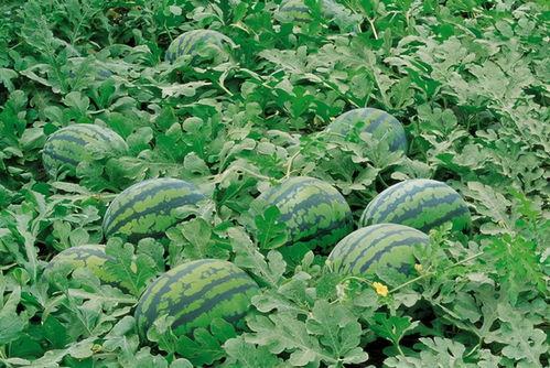 小铃铛吃瓜群,揭秘网络社交圈的趣味与争议