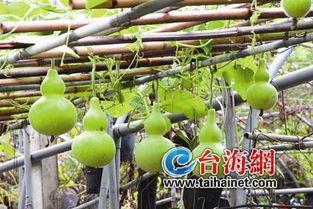 吃葫芦瓜视频大全,视频大全带你领略各式烹饪技巧