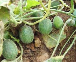 吃瓜读音是什么,揭秘“吃瓜群众”的趣味生活