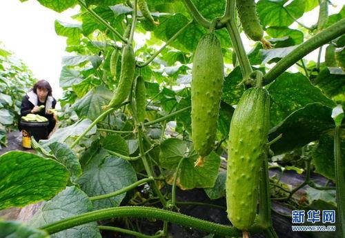 吃瓜系统小潮大人