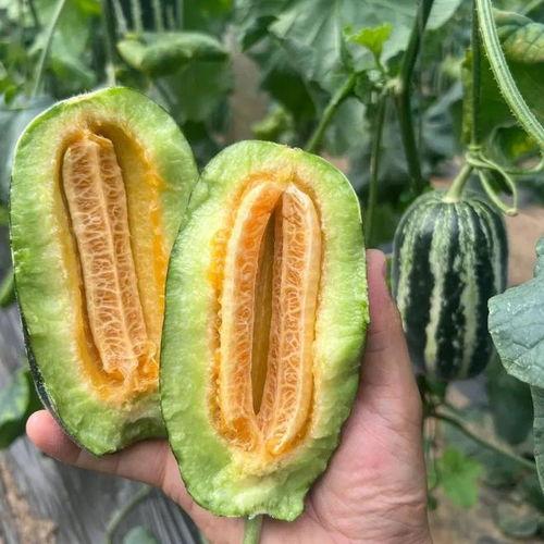 吃瓜就吃红珍珠