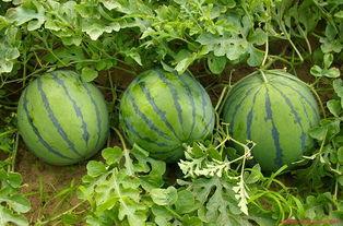 吃瓜事件经过,揭秘背后真相与争议