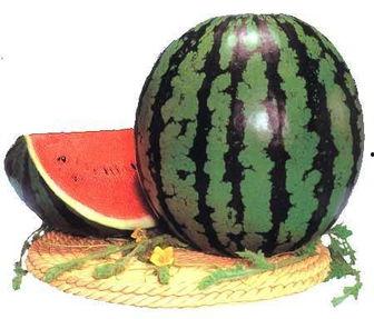 吃西瓜吃到野瓜,吃西瓜吃到野瓜的奇妙体验