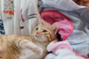 吃瓜赵喵喵喵,揭秘娱乐圈的喵星人与瓜田奇遇记