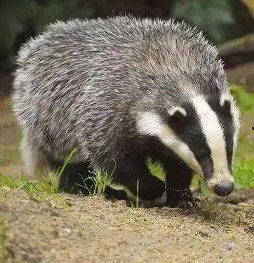 瓜獾如何吃,瓜獾的独特进食技巧揭秘