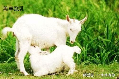 小羊吃瓜公仔,趣味互动，萌宠乐园新体验