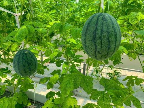 带你吃瓜晒太阳,尽享吃瓜晒太阳的悠闲时光